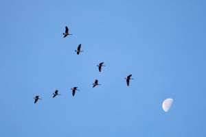 flyingbirds-1