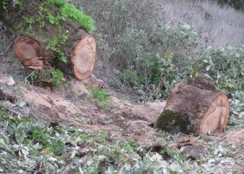 Παράνομη υλοτομία σε δασική περιοχή του Νεστορίου Καστοριάς