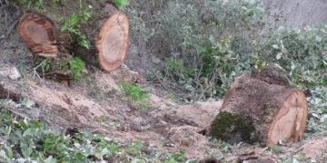 Παράνομη υλοτομία σε δασική περιοχή του Νεστορίου Καστοριάς