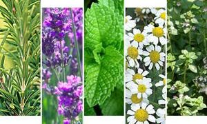 Ένωση Αρωματικών Φαρμακευτικών Φυτών Ελλάδος