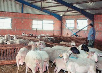 Χωρίς φόρο τελικά οι στάνες και οι αγροτικές αποθήκες