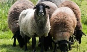 Τρίτο κρούσμα ευλογίας στη Θεσσαλονίκη