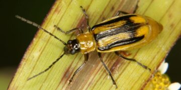 Ενημέρωση για το έντομο που προσβάλλει τον αραβόσιτο