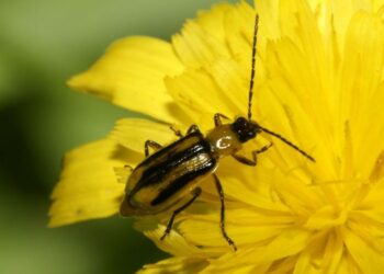 Εκδήλωση για αντιμετώπιση εντόμου που προσβάλλει τον αραβόσιτο