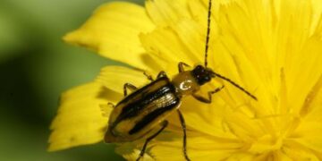 Εκδήλωση για αντιμετώπιση εντόμου που προσβάλλει τον αραβόσιτο