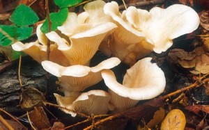 assets_LARGE_t_942_43355541_type12128