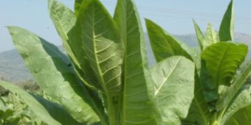 Ένταξη δικαιούχων της Π.Ε. Κοζάνης στη δράση 1.4 «Αμειψισπορά με ξηρικές καλλιέργειες σε καπνοπαραγωγικές περιοχές»