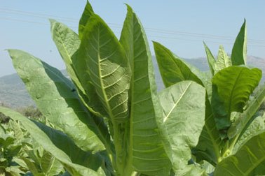 Ένταξη δικαιούχων της Π.Ε. Κοζάνης στη δράση 1.4 «Αμειψισπορά με ξηρικές καλλιέργειες σε καπνοπαραγωγικές περιοχές»