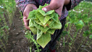 Ένταξη τριών παραγωγών της Π.Ε. Κοζάνης στη δράση 2.3 “Σύστημα Ολοκληρωμένης Διαχείρισης  στην παραγωγή καπνού”