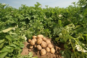 345749-potato_field