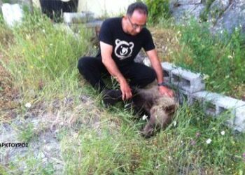 Δηλητηριασμένο αρκουδάκι βρέθηκε σε δασική περιοχή κοντά στην Καστοριά