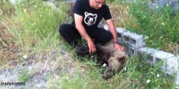 Δηλητηριασμένο αρκουδάκι βρέθηκε σε δασική περιοχή κοντά στην Καστοριά