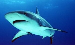 Συγκλονιστικό βίντεο! Χταπόδι καταβροχθίζει καρχαρία!