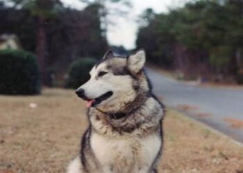 Η απίστευτη ιστορία του σκύλου που φύλαγε ηλικιωμένο με Αλτσχάιμερ. Συγκινητικό!