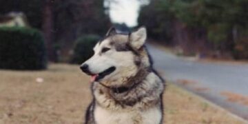 Η απίστευτη ιστορία του σκύλου που φύλαγε ηλικιωμένο με Αλτσχάιμερ. Συγκινητικό!