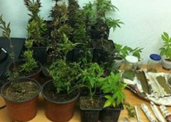 Συλλήψεις για καλλιέργεια και κατοχή κάνναβης σε οικισμούς της Καστοριάς