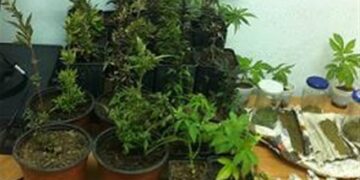 Συλλήψεις για καλλιέργεια και κατοχή κάνναβης σε οικισμούς της Καστοριάς