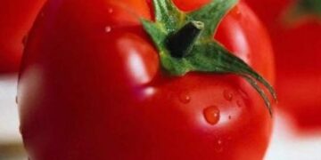 Γιατί οι Ευρωπαίοι απέφευγαν τις ντομάτες για 200 χρόνια;
