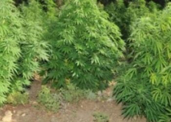 ΚΟΖΑΝΗ: Συλλήψεις για χασισοκαλλιέργεια και εξύβριση αστυνομικών