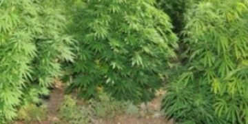 ΚΟΖΑΝΗ: Συλλήψεις για χασισοκαλλιέργεια και εξύβριση αστυνομικών