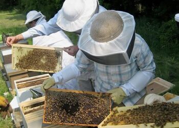 Σύσκεψη για την προστασία των καλλιεργητών και των μελισσοκόμων της Καστοριάς από επιθέσεις αρκούδας