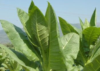 Αιτήσεις για ενίσχυση καπνοπαραγωγών