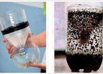 Φτιάξτε παγίδα για τα κουνούπια