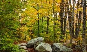 Στο αυτόφωρο για ρύπανση, ηχορρύπανση και καταπάτηση δάσους