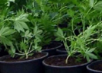 ΑΡΓΟΣ ΟΡΕΣΤΙΚΟ: Δενδρύλλια κάνναβης στον κήπο σπιτιού