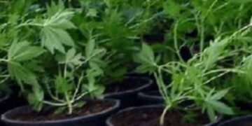 ΑΡΓΟΣ ΟΡΕΣΤΙΚΟ: Δενδρύλλια κάνναβης στον κήπο σπιτιού