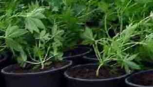 Κατάσχεση 31 χασισόδενδρων στη Φλώρινα