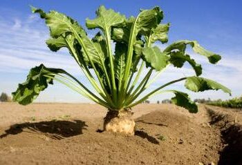 Παράταση των αιτήσεων το «Σύστημα Ολοκληρωμένης Διαχείρισης στην παραγωγή σακχαρότευτλων»