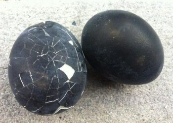 Αυτά τα περίεργα μαύρα αυγά μπορούν να προσφέρουν μέχρι και 7 χρόνια επιπλέον ζωή! Μάθετε που βρίσκονται!