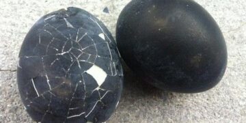 Αυτά τα περίεργα μαύρα αυγά μπορούν να προσφέρουν μέχρι και 7 χρόνια επιπλέον ζωή! Μάθετε που βρίσκονται!