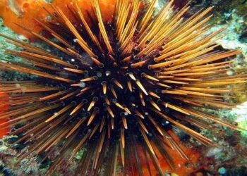 Oι κίνδυνοι που κρύβει η θάλασσα! Γνωρίστε τους…