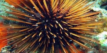 Oι κίνδυνοι που κρύβει η θάλασσα! Γνωρίστε τους…