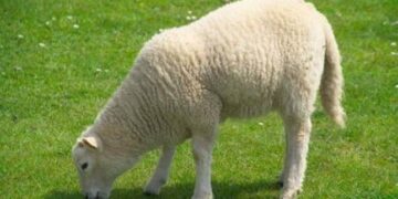 Απίστευτο: Έχει ξοδέψει 200.000 δολάρια…για ένα πρόβατο