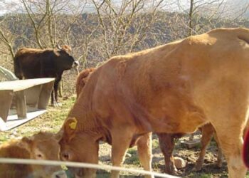 Οι αδιάφθοροι της ΕΛ.ΑΣ. απέτρεψαν μεγάλο διατροφικό σκάνδαλο – Τρεις συλλήψεις
