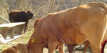 Οι αδιάφθοροι της ΕΛ.ΑΣ. απέτρεψαν μεγάλο διατροφικό σκάνδαλο – Τρεις συλλήψεις