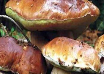 9η Γιορτή μανιταριού στη Ζώνη Βοΐου