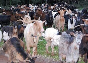 Κεραυνός ξεκλήρισε κοπάδι με γίδια στη Βλάστη