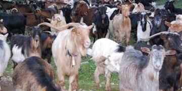 Κεραυνός ξεκλήρισε κοπάδι με γίδια στη Βλάστη