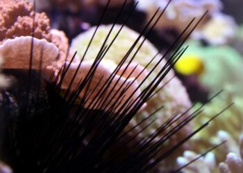 Πρώτες βοήθειες αν πατήσετε αχινό, δράκαινα, τενεκεδάκι ή γυαλί στην παραλία