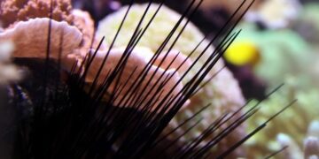 Πρώτες βοήθειες αν πατήσετε αχινό, δράκαινα, τενεκεδάκι ή γυαλί στην παραλία