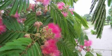 Ψεκασμούς στις Ακακίες Κων/πόλεως από το Τμήμα Πρασίνου του Δήμου Κοζάνης