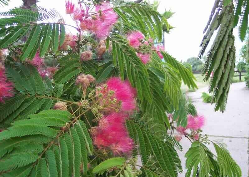 Ψεκασμούς στις Ακακίες Κων/πόλεως από το Τμήμα Πρασίνου του Δήμου Κοζάνης