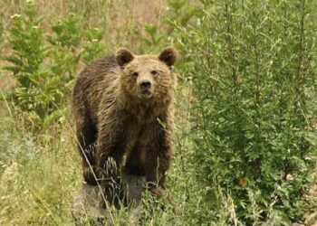 ΕΟΡΔΑΙΑ: Επίθεση αρκούδας σε στάνες στο Εμπόριο