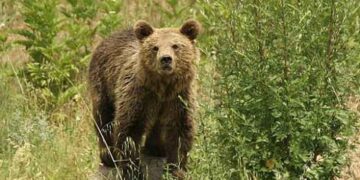ΕΟΡΔΑΙΑ: Επίθεση αρκούδας σε στάνες στο Εμπόριο