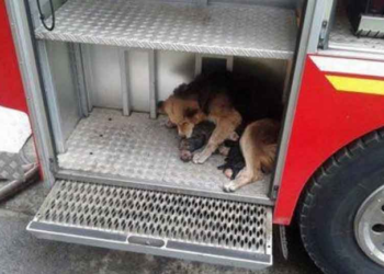 Η προστασία της μάνας…