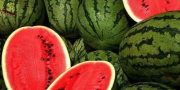 Το μυστικό για να διαλέγετε πάντα το τέλειο καρπούζι